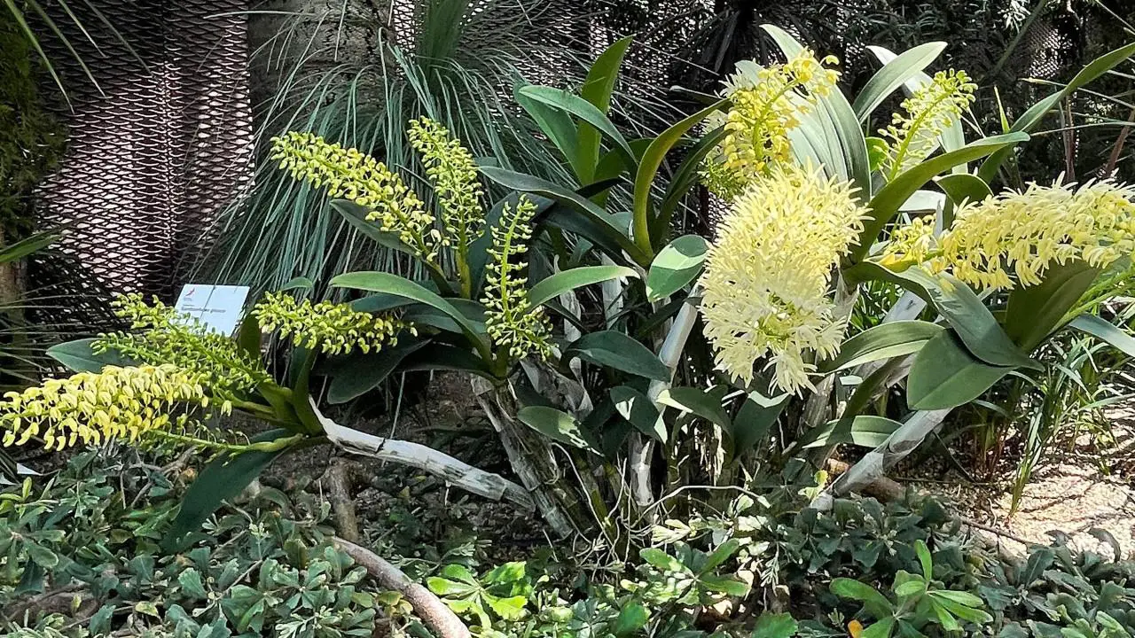 sydney-orchid-1920x1080.jpeg