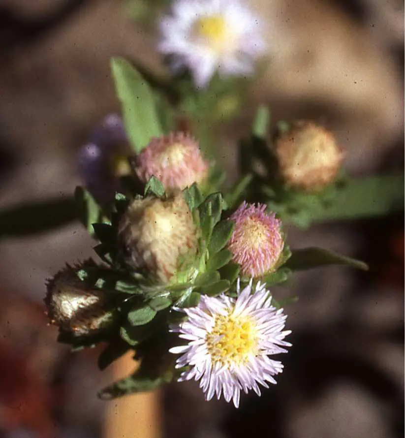 symphyotrichum_frondosum_hds_7194_or.jpg