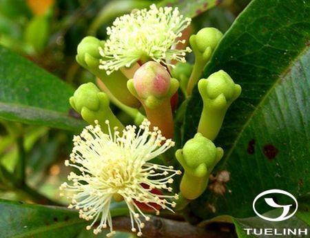 syzygium20aromaticum20l-20merr-20et20perry.jpg