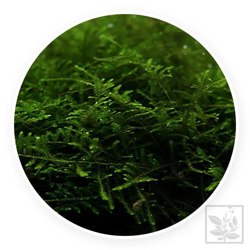 taiwan-moss-taxiphyllum-alternans.jpg