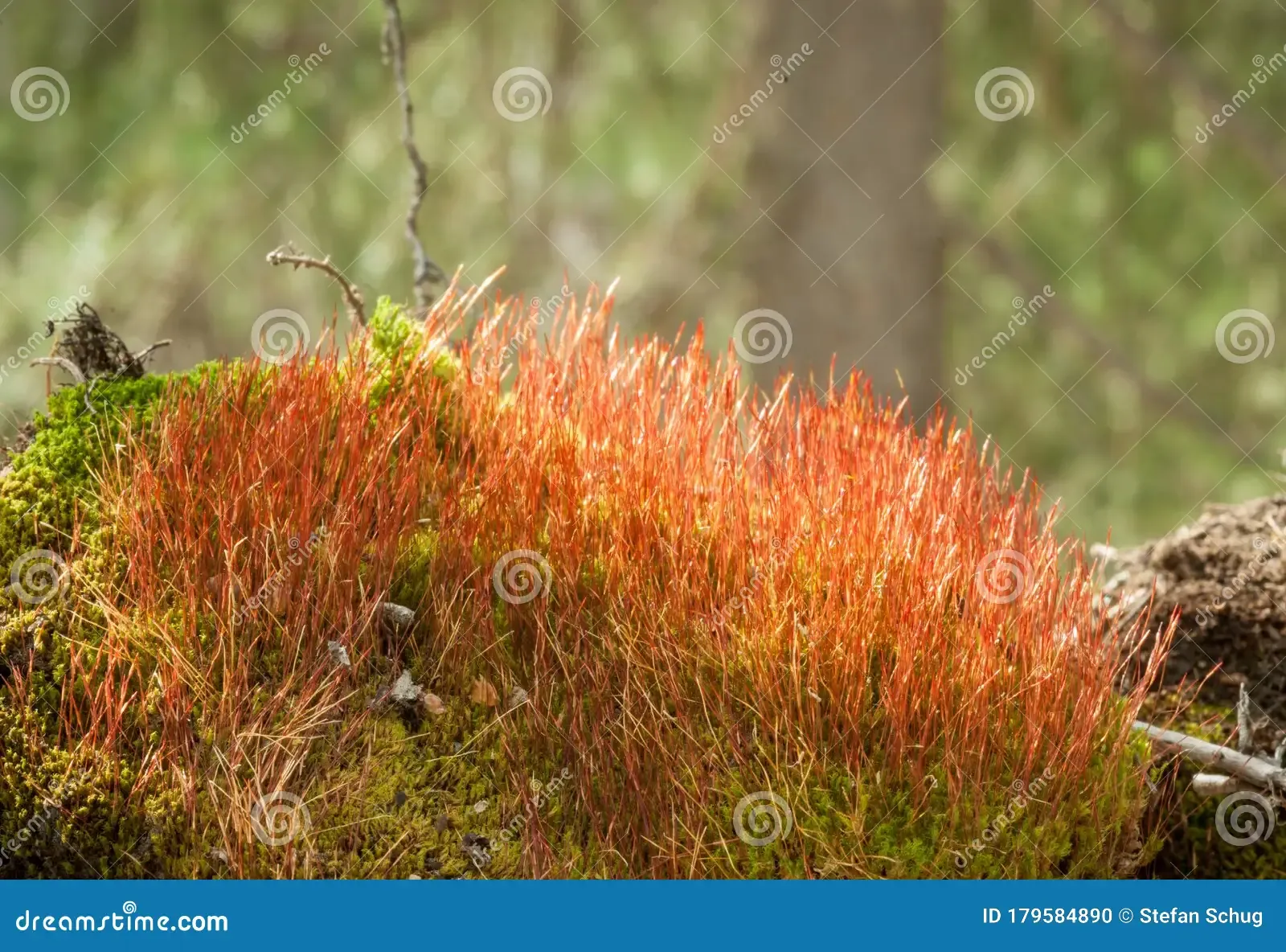 tall-clustered-tread-moss-bryum-pseudotriquetrum-cluster-nice-red-colored-sporophytes-lit-sun-displayed-its-179584890.jpg