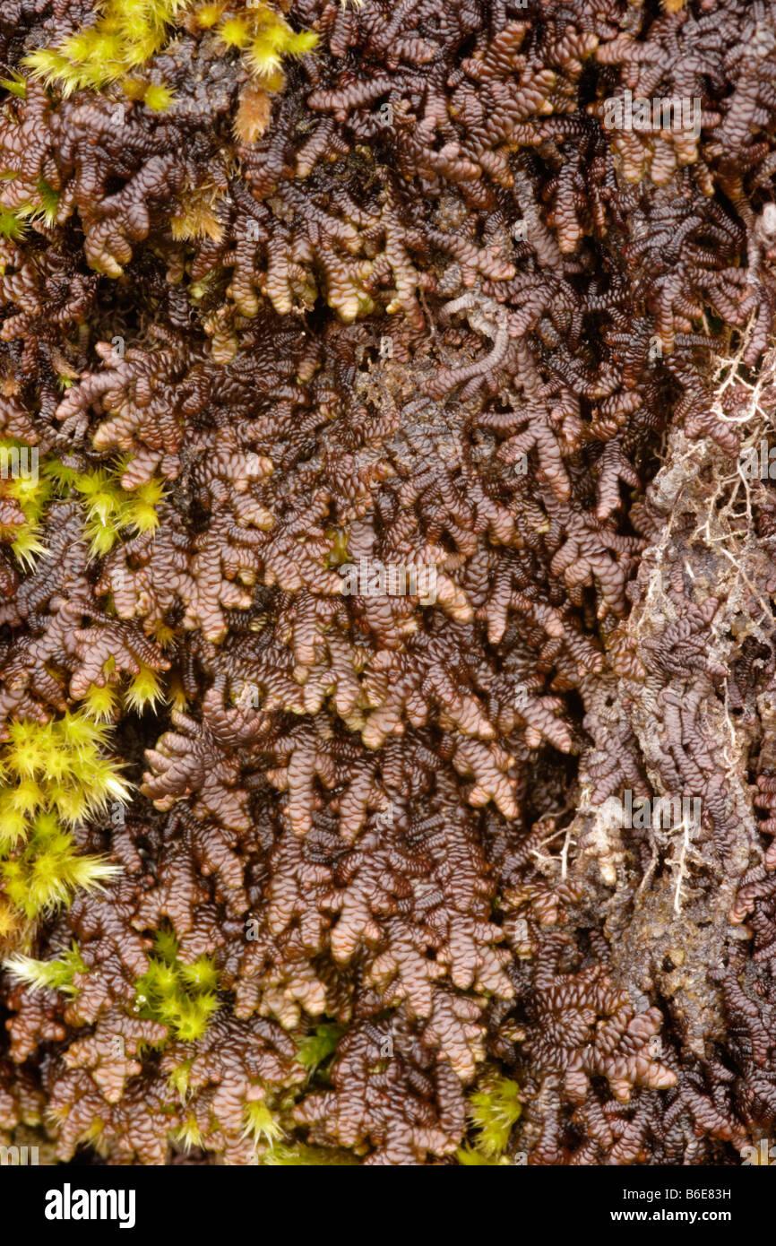tamarisk-scalewort-frullania-tamarisci-a-leafy-liverwort-on-rock-uk-B6E83H.jpg