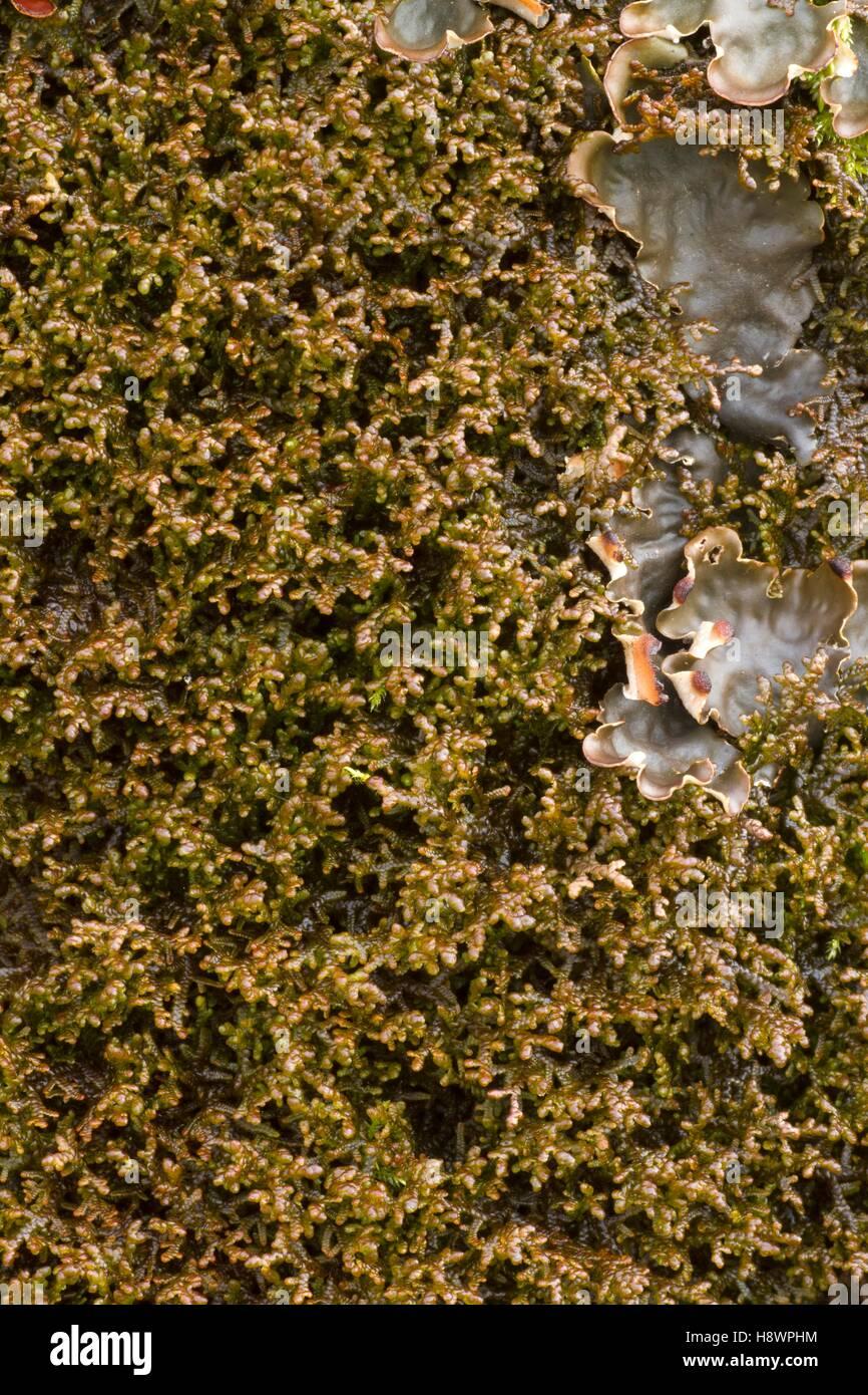 tamarisk-scalewort-with-moss-and-lichen-on-a-trunk-frullania-tamarisci-H8WPHM.jpg