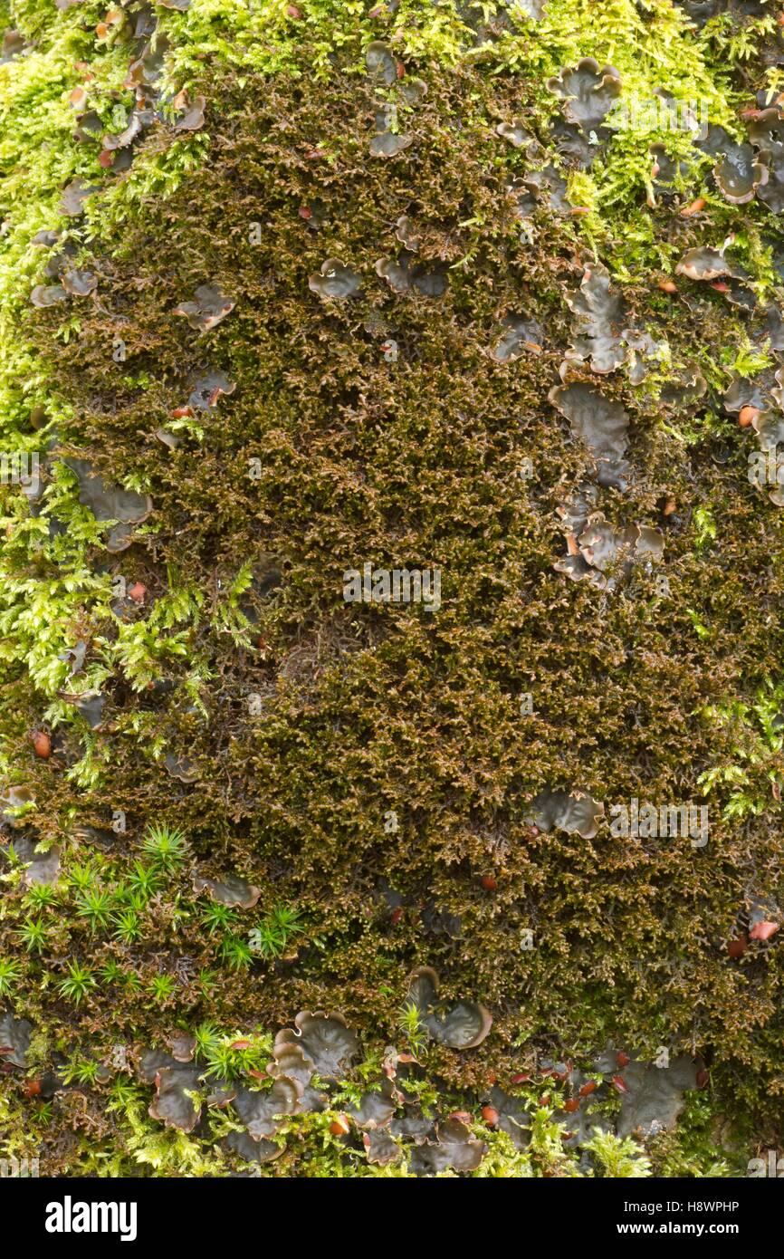 tamarisk-scalewort-with-moss-and-lichen-on-a-trunk-frullania-tamarisci-H8WPHP.jpg