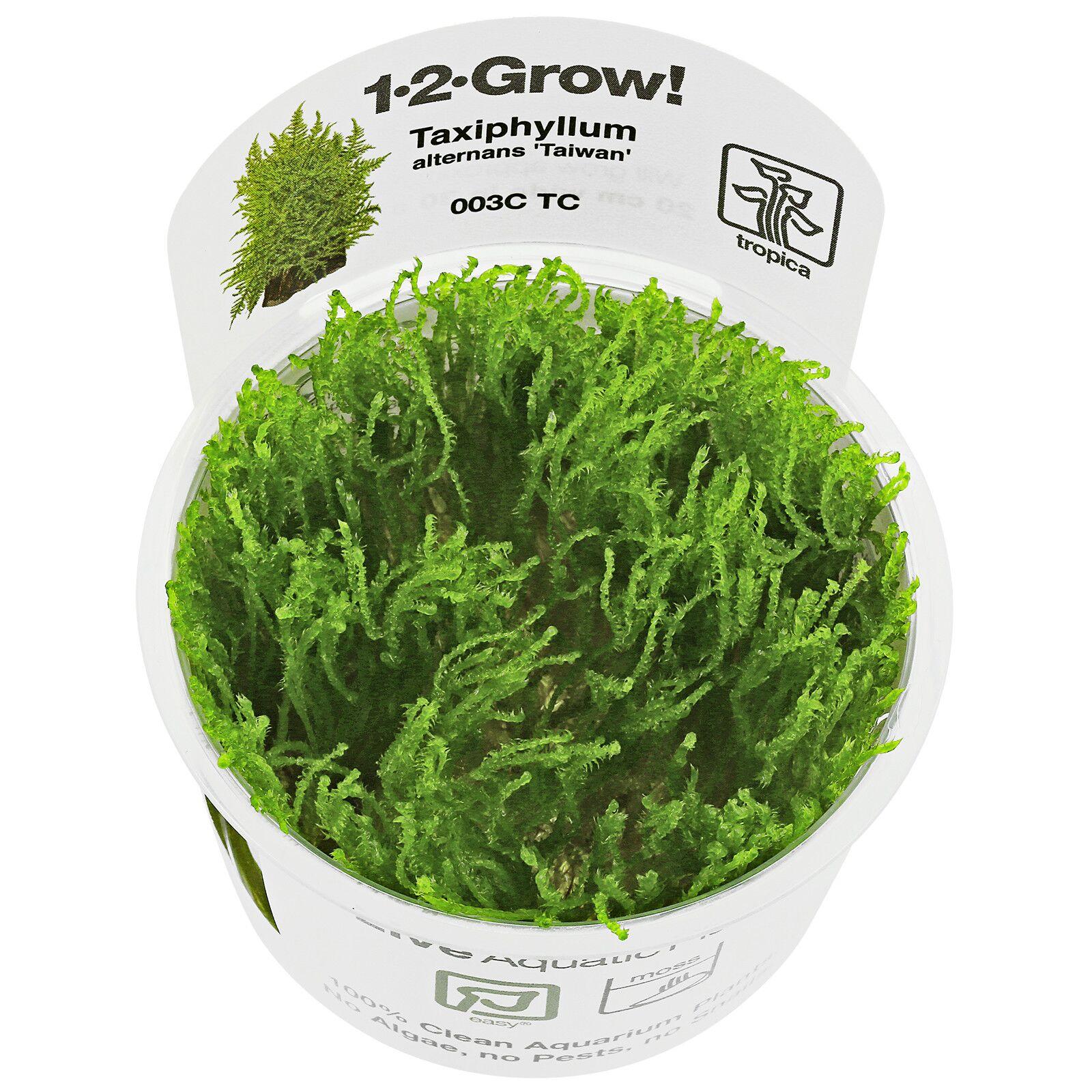 taxiphyllum-alternans-taiwan-moss-1-2-grow.jpg