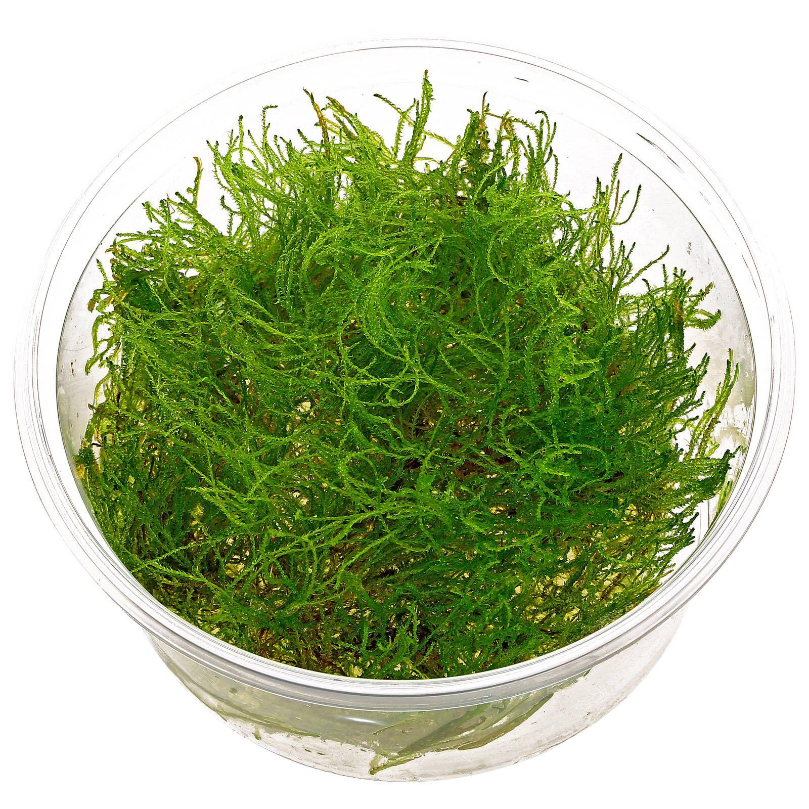 taxiphyllum-alternans-taiwan-moss-in-vitro-xl.jpg