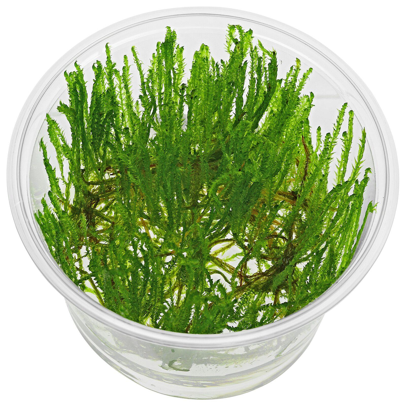 taxiphyllum-alternans-taiwan-moss-in-vitro.jpg