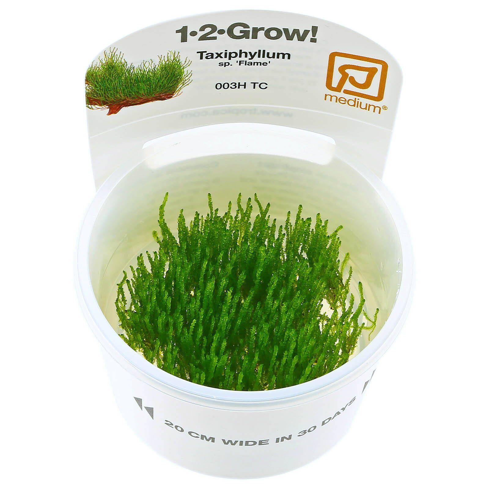 taxiphyllum-sp-flame-moss-1-2-grow.jpg