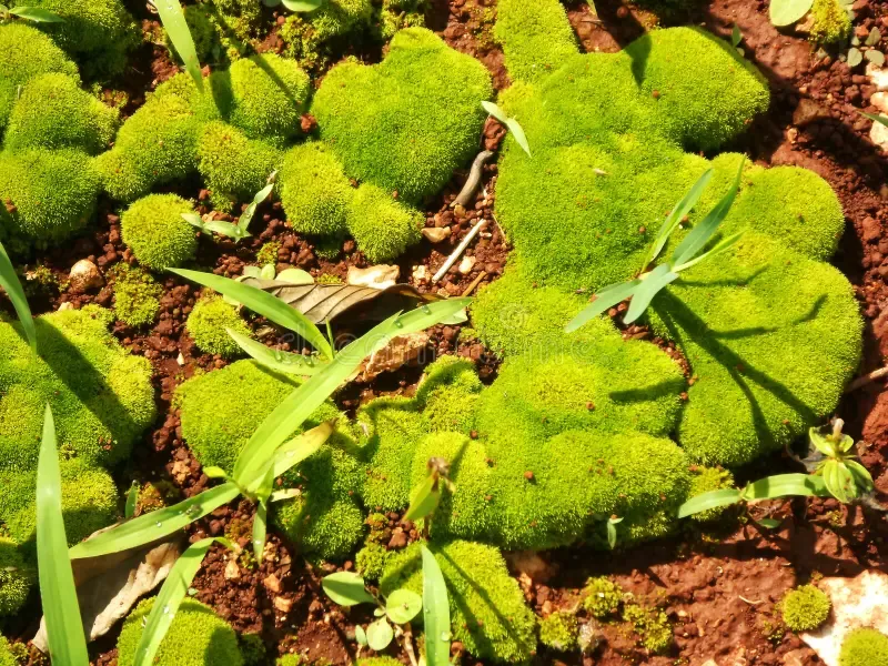 terra-rossa-grown-moss-patches-125165524.jpg