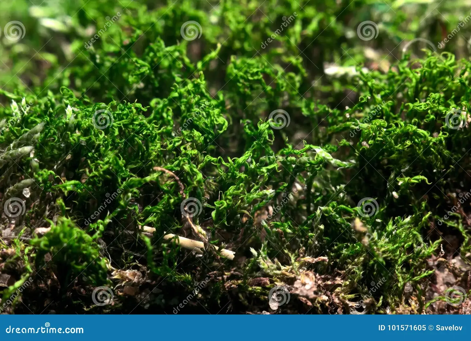texture-moss-macro-hypnum-cupressiforme-moss-macro-hypnum-cupressiforme-101571605.jpg