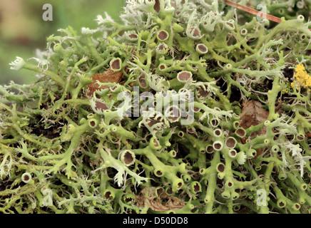 texture-of-moss-lichen-lichenes-d50dd8.jpg