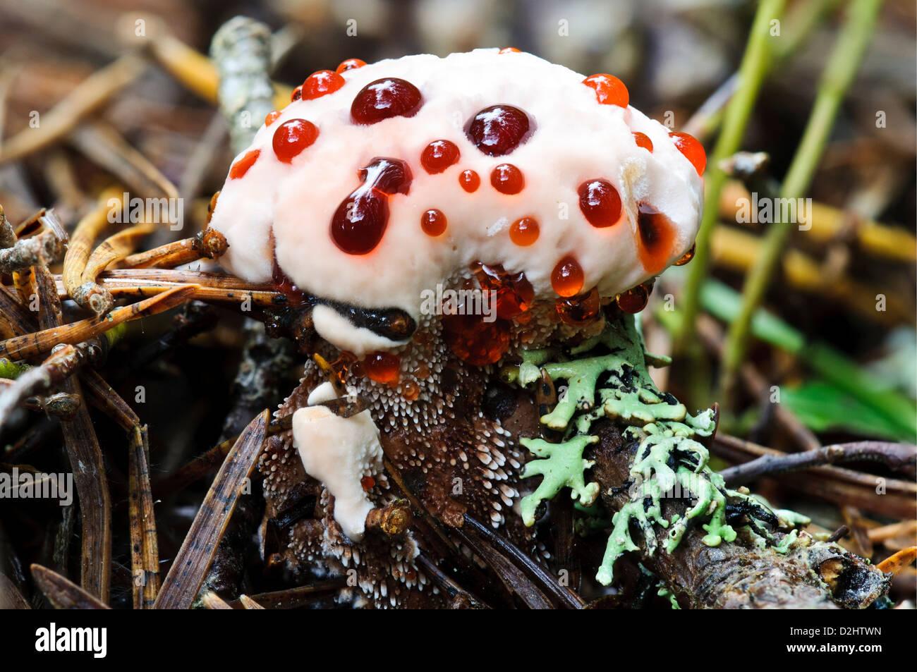 the-fruiting-body-of-devils-tooth-fungus-hydnellum-peckii-growing-D2HTWN.jpg