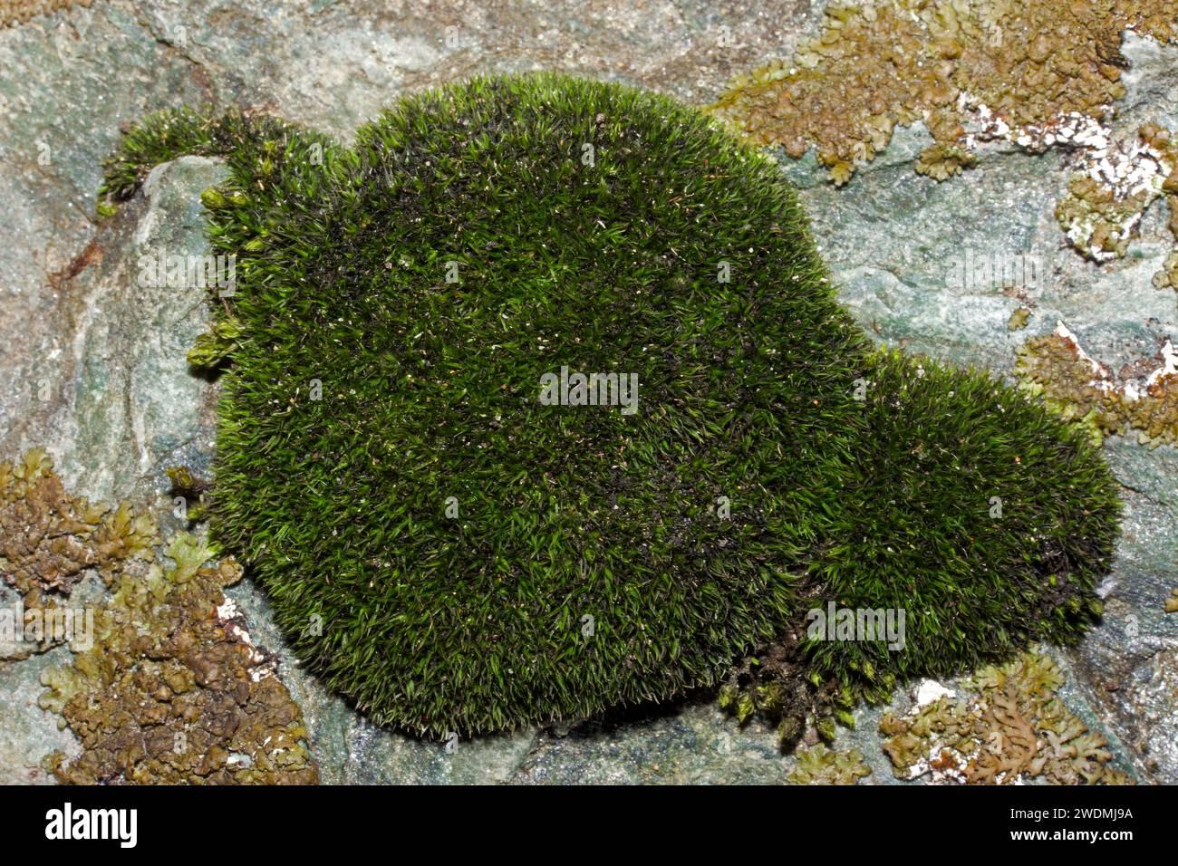 the-moss-schistidium-maritimum-seaside-grimmia-grows-in-shallow-crevices-in-coastal-rocks-its-mostly-confined-to-the-northern-hemisphere-2WDMJ9A.jpg