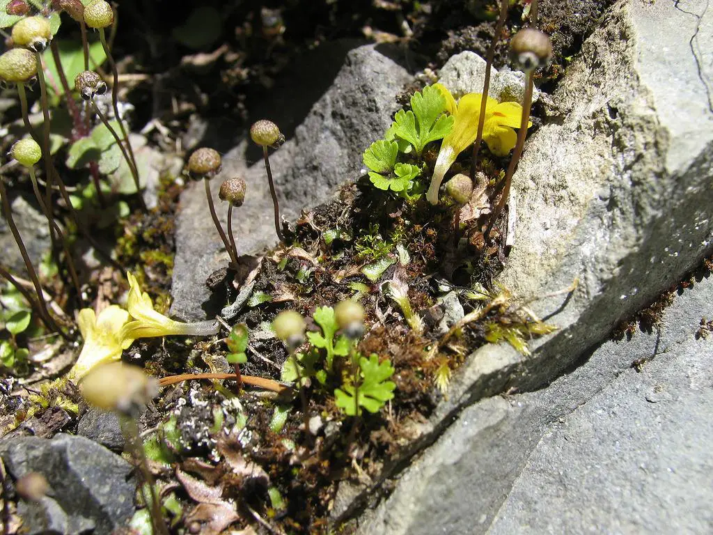 thin-starwort-leaf-_asterella-gracilis-.jpg