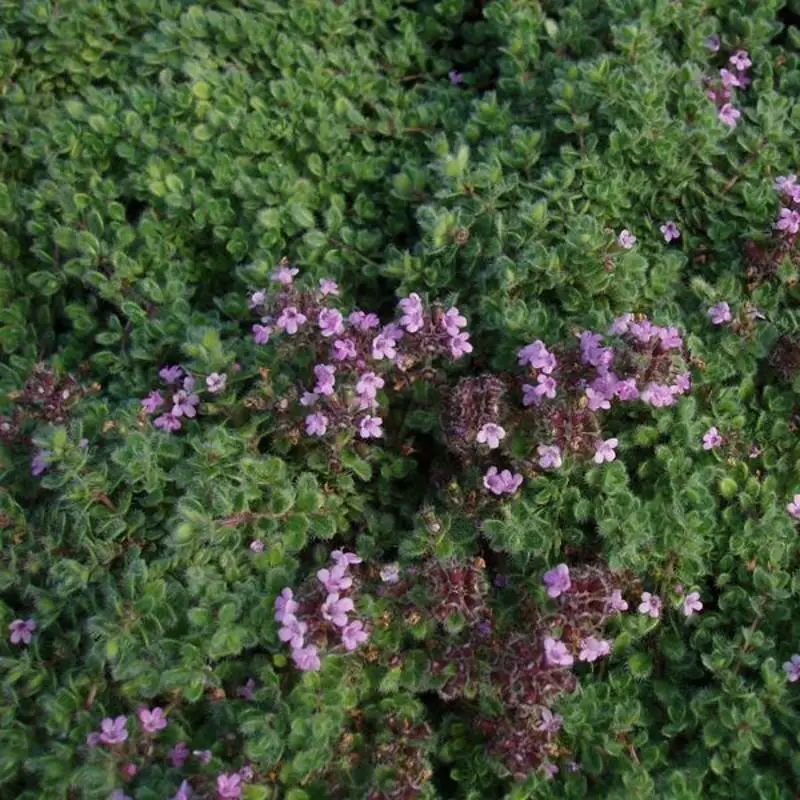 thymus-praecox-var-pseudolanuginosus-lodden-timian.jpg