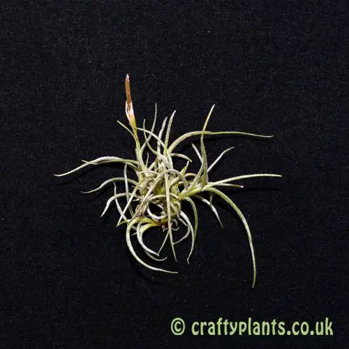 tillandsia-recurvata-ball-moss-airplant-713-p.jpg