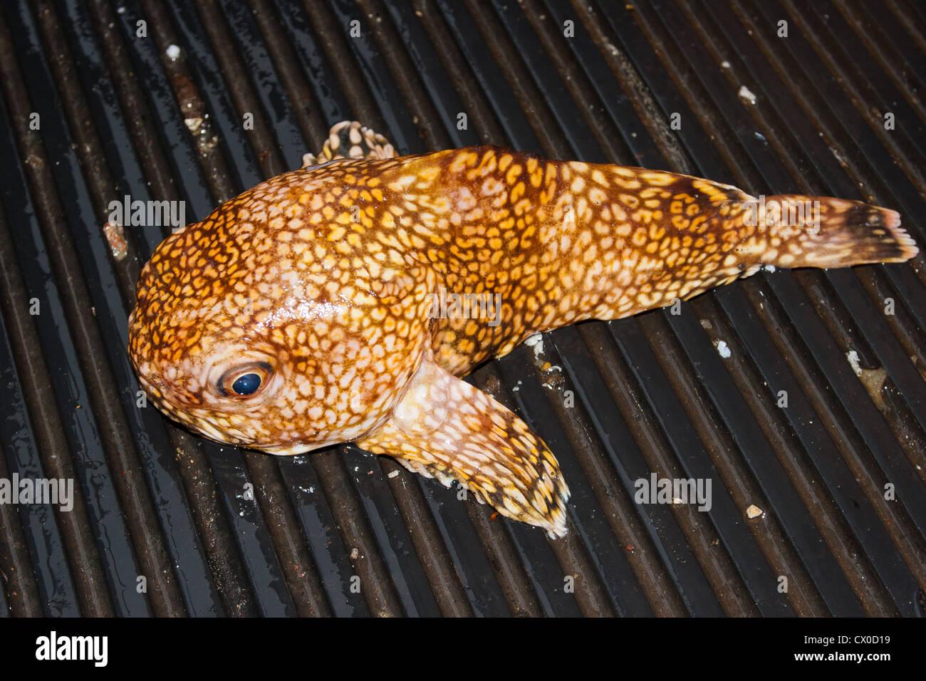 toadfish-tetractenos-hamiltoni-bycatch-in-a-trawl-net-pale-toadfish-CX0D19.jpg