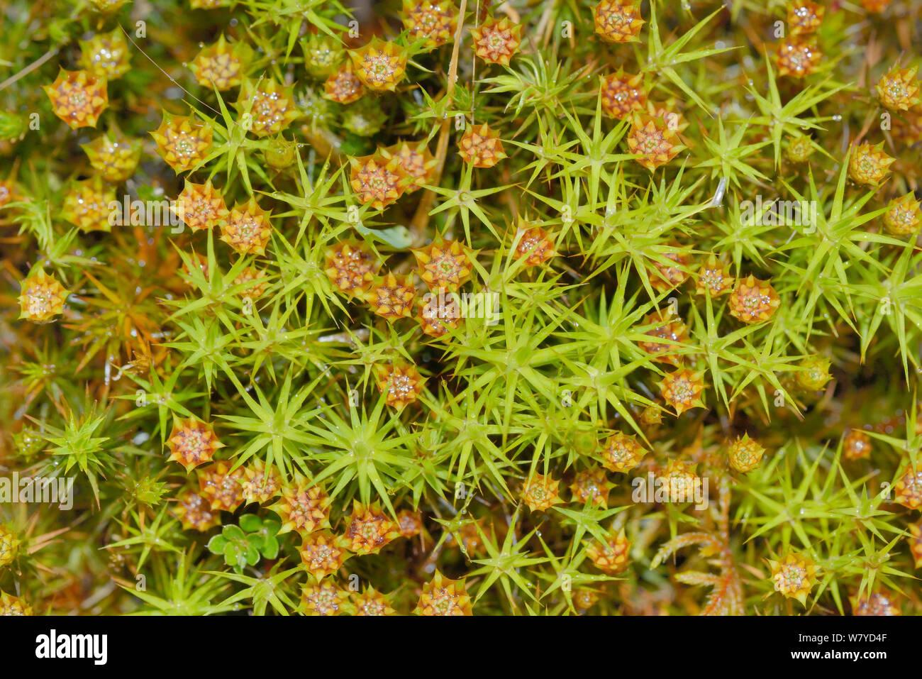 top-view-of-juniper-haircap-moss-polytrichum-juniperinum-with-male-gametophytes-bearing-flower-like-antheridia-bodmin-moor-cornwall-uk-may-W7YD4F.jpg