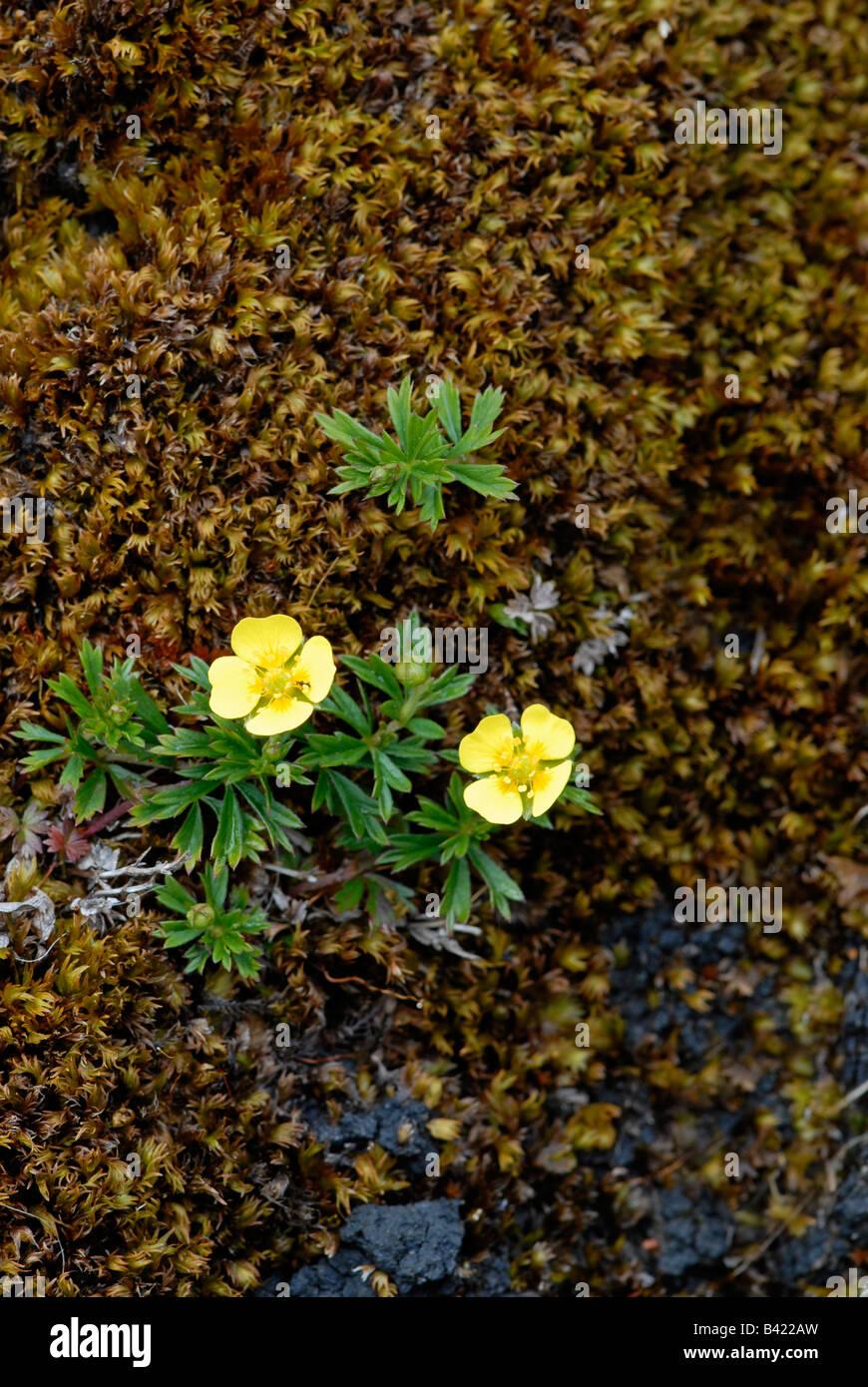 tormentil-potentilla-erecta-growing-amongst-moss-on-moorland-may-B422AW.jpg
