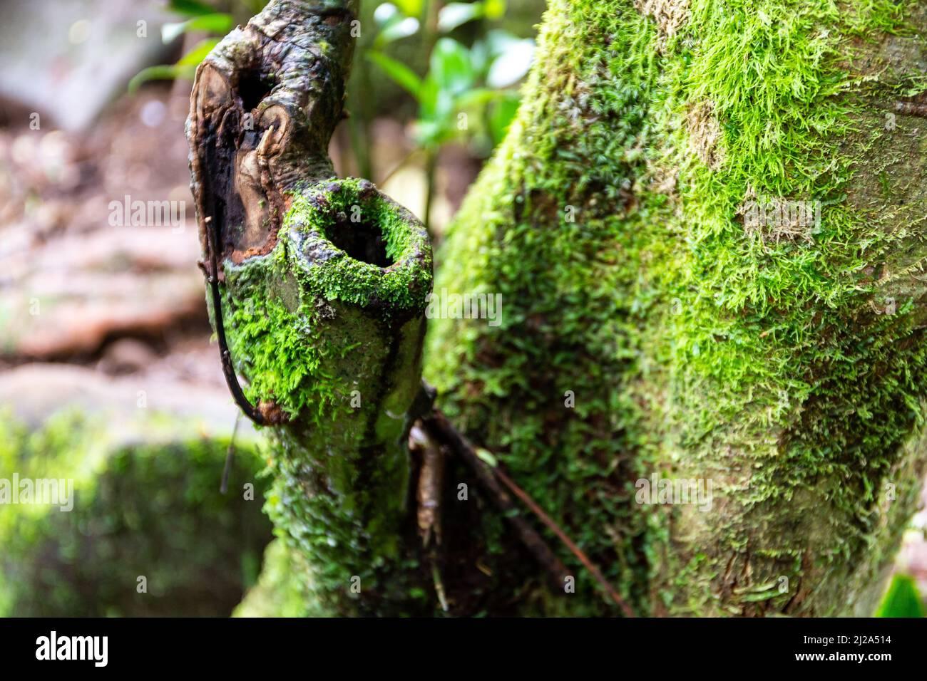 tree-branch-overgrown-with-moss-and-lichen-in-tropical-rainforest-in-morne-seychelles-national-park-on-mahe-island-close-up-view-2J2A514.jpg