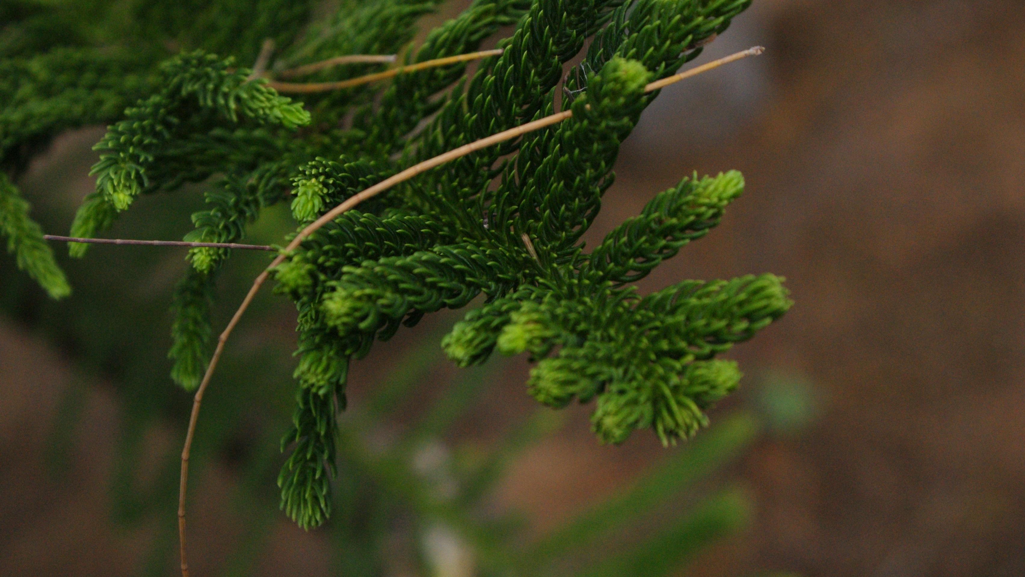 tree-branch-plant-leaf-flower-moss-green-produce-botany-flora-spruce-shrub-larch-ecosystem-flowering-plant-grass-family-woody-plant-land-plant-apiales-50056.jpg