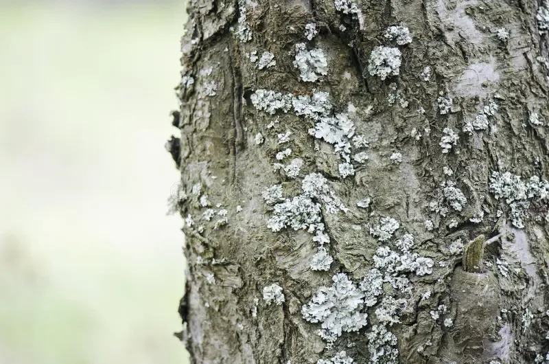 tree-closeup-grey-moss-forest-pine-over-91666939.jpg