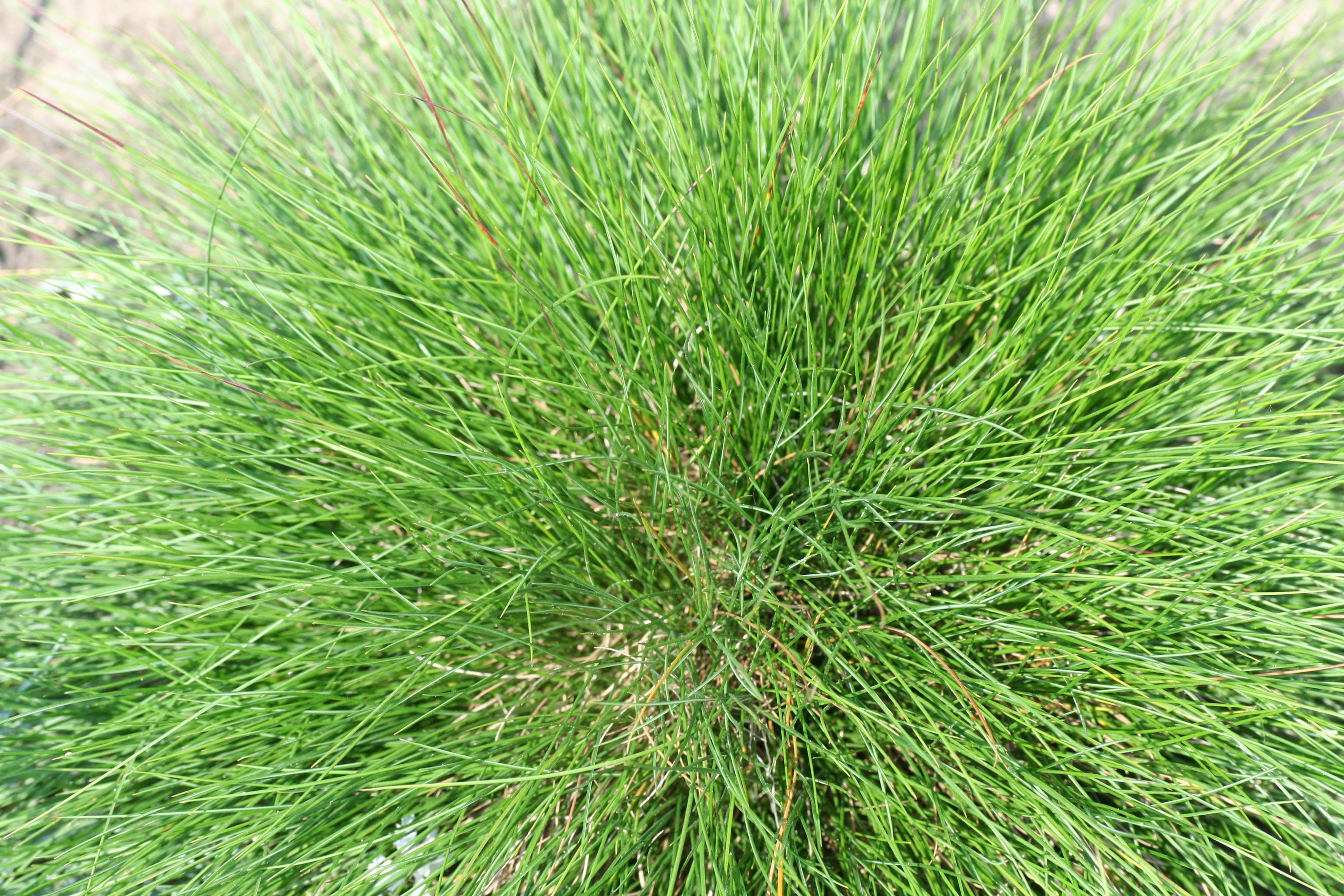 tree-grass-plant-lawn-flower-herb-decorative-shrub-flooring-flowering-plant-wheatgrass-meadow-fescue-festuca-grass-family-land-plant-668978.jpg