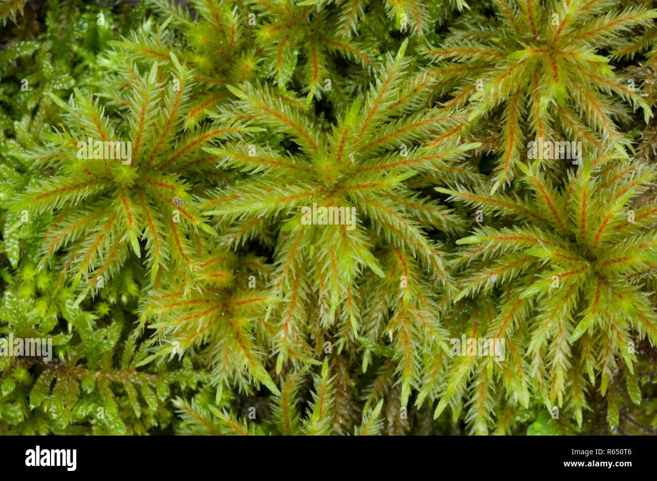 tree-moss-climacium-dendroides-growing-on-a-rotting-tree-stump-in-the-white-peak-peak-district-national-park-emgland-R650T6.jpg