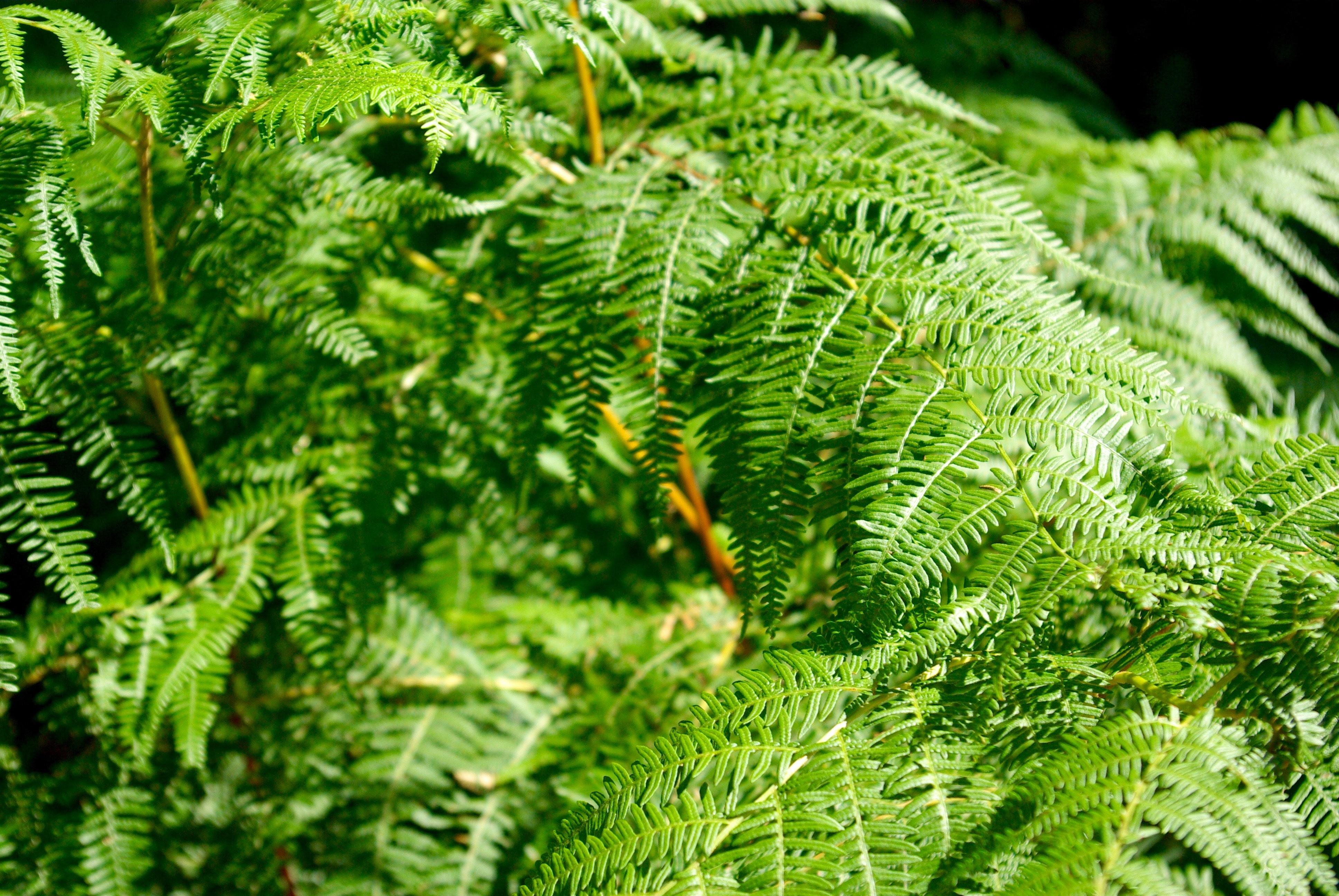 tree-nature-branch-plant-leaf-flower-moss-green-botany-fir-flora-fern-plants-close-up-leaves-spruce-vegetation-rainforest-land-plant-ferns-and-horsetails-vascular-plant-ostrich-fern-1167274.jpg