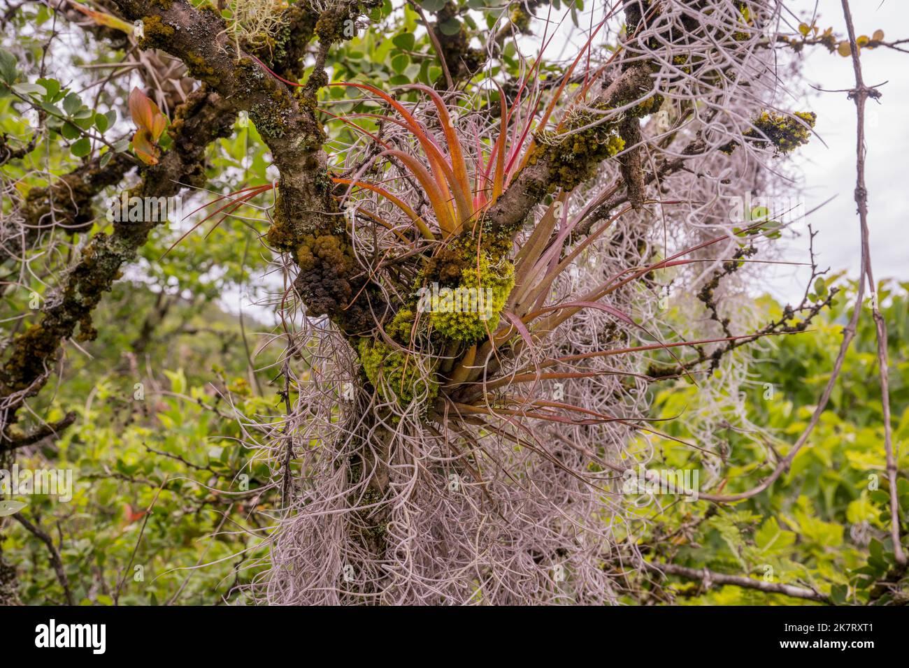 trees-covered-with-spanish-moss-and-tillandsia-capitata-plants-in-the-cloud-forest-along-the-trail-to-the-hill-of-the-jaguar-an-important-zapotec-rel-2K7RXT1.jpg