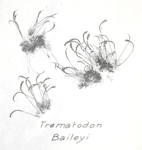 trematodon-baileyi-illust-1890.jpg