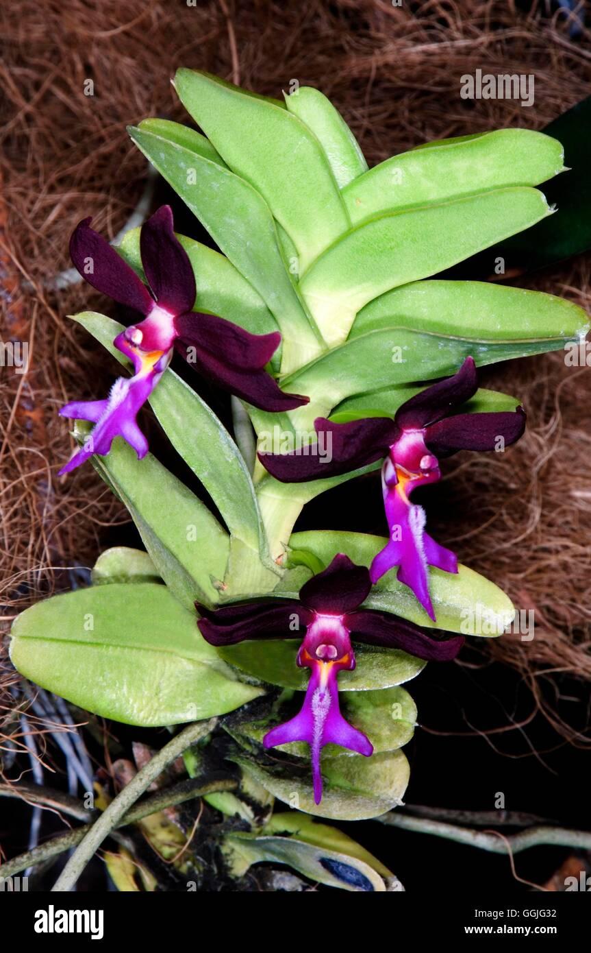 trichoglottis-brachiata-miw252275-GGJG32.jpg