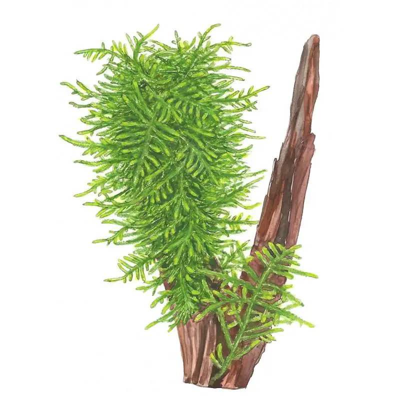 tropica-taxiphyllum-spiky-moss-1-2-grow.jpg