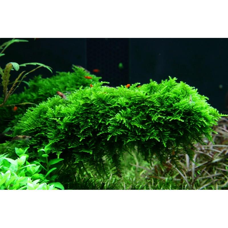tropica-vesicularia-dubyana-christmas-moss-1-2-grow.jpg