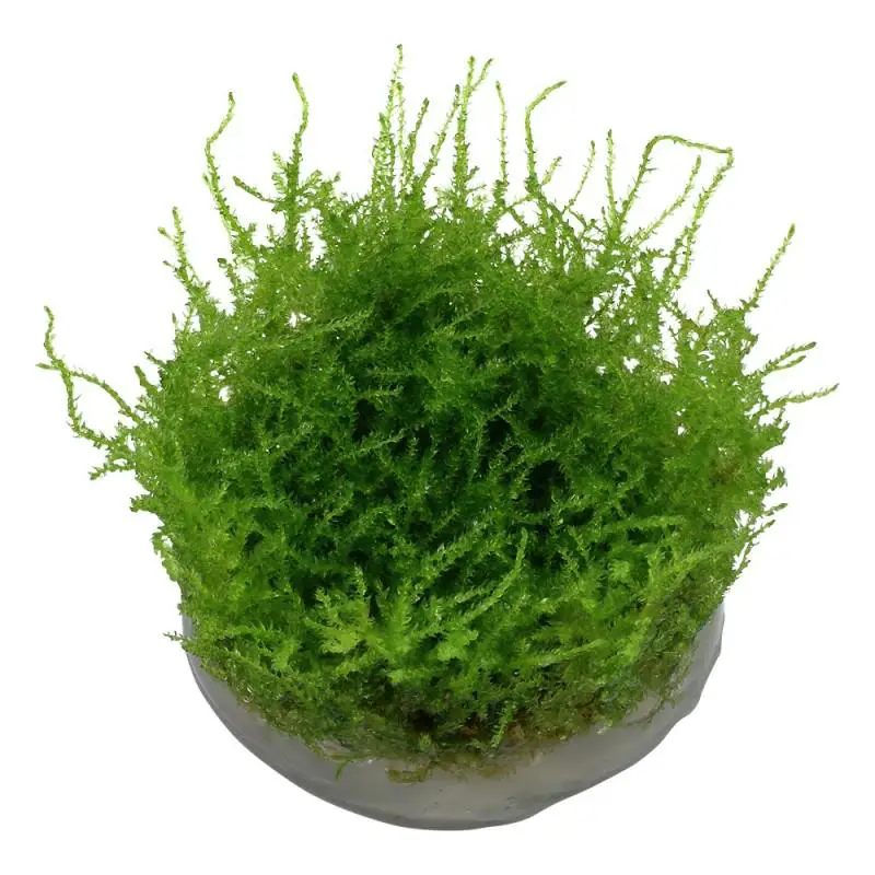 tropica-vesicularia-dubyana-christmas-moss-1-2-grow.jpg