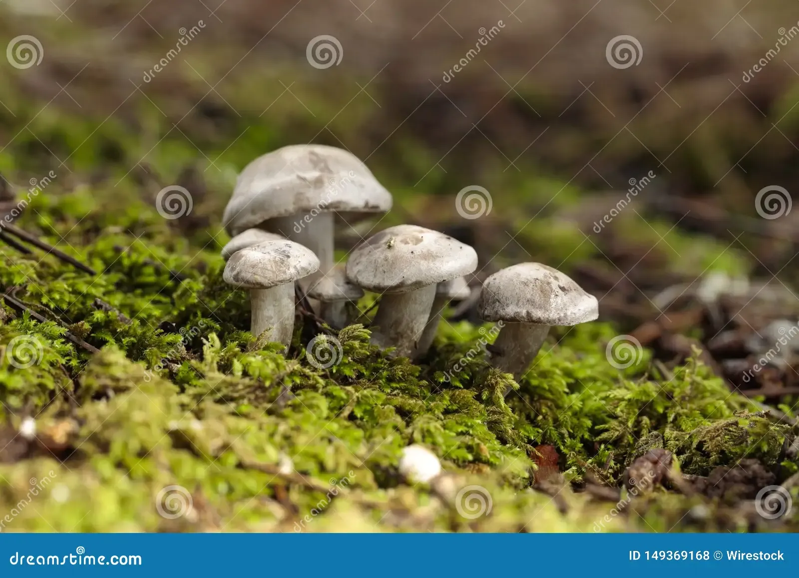 tuft-atractosporocybe-inornata-fungus-growing-moss-pine-needle-litter-autumn-buskett-malta-mediterranean-149369168.jpg