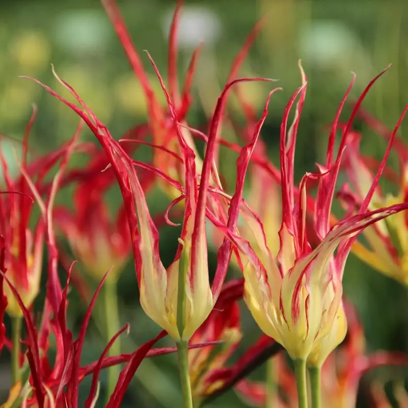 tulipa-acuminata-6001.jpg