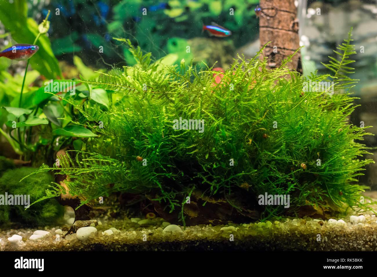 turf-of-java-moss-latin-name-vesicularia-in-aquarium-RK5BKK.jpg