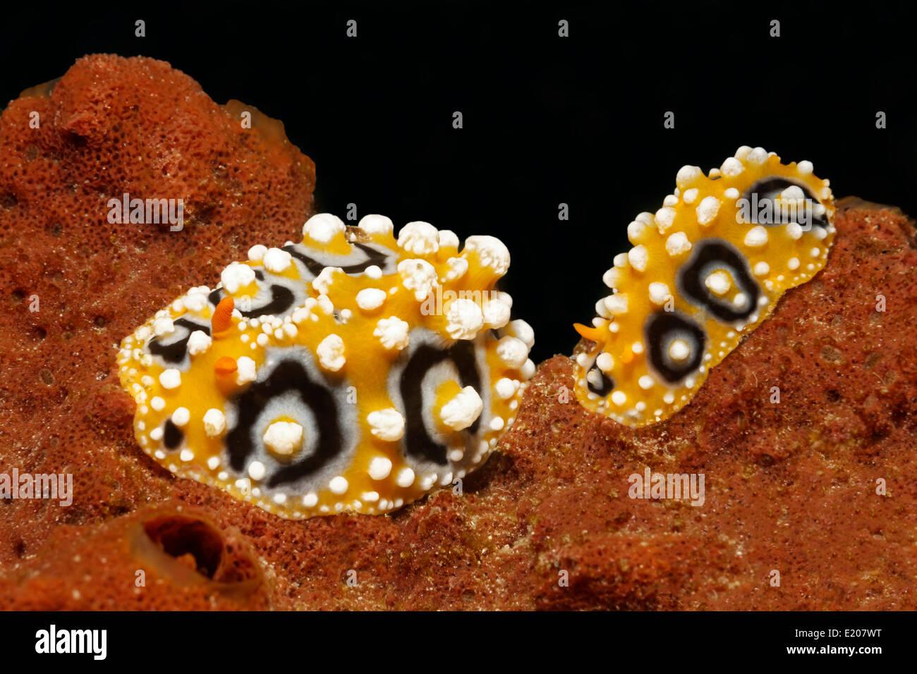 two-ocellate-phyllidias-phyllidia-ocellata-sea-slugs-on-sponge-sabang-E207WT.jpg