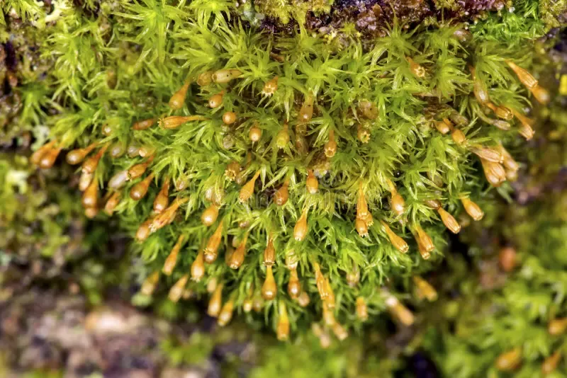 ulota-moss-bark-sporophytes-newbury-new-hampshire-ulota-moss-ulota-coarctata-bark-tree-sporophytes-98968941.jpg