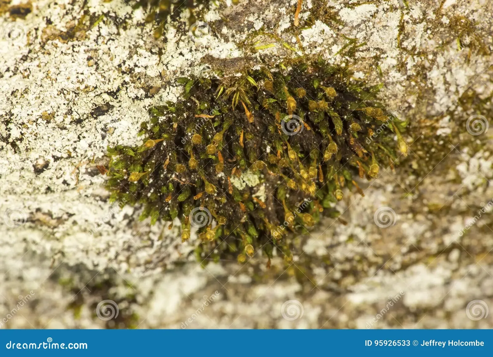 ulota-rock-moss-case-mountain-manchester-connecticut-hutchinsiae-boulder-reserve-95926533.jpg