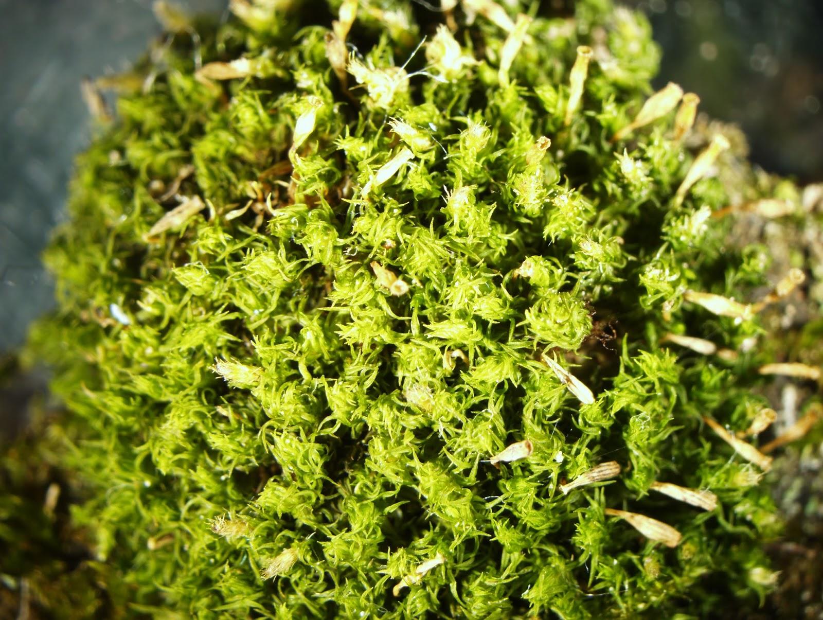 ulota%2Bcrispa%2Bpincushion.jpg