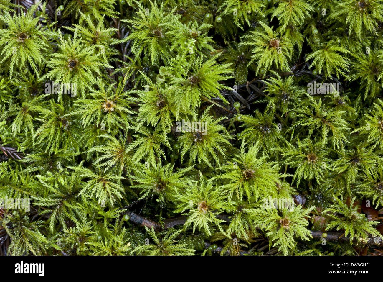 umbrella-moss-leucolepis-acanthoneuron-male-gametophytes-growing-in-DW8GNF.jpg