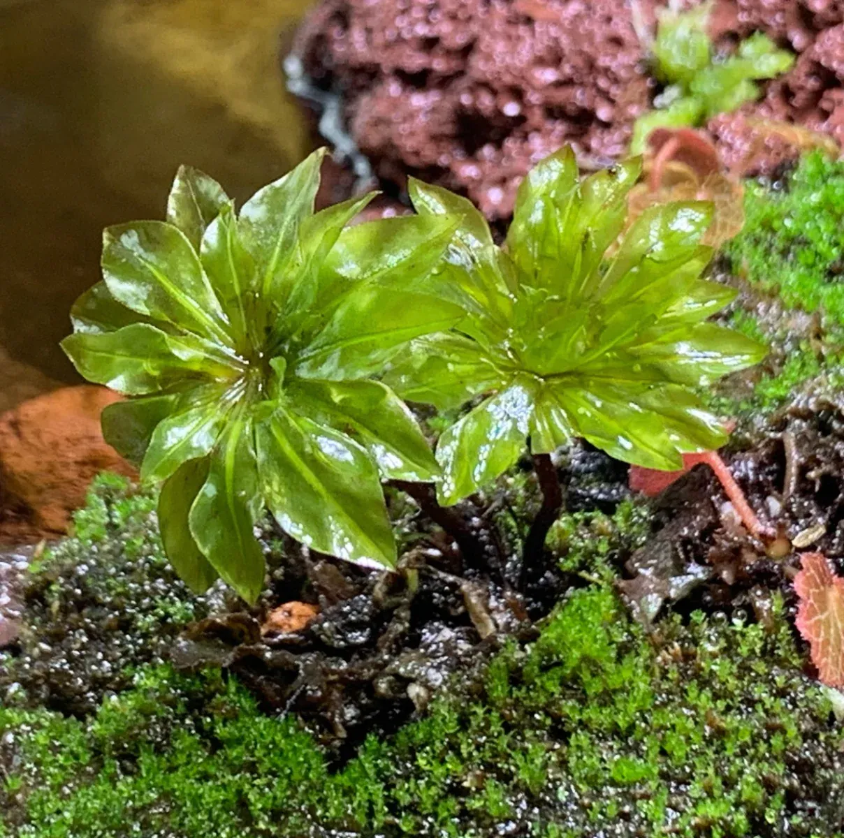 umbrella_moss_rhodobryum_giganteum.jpg