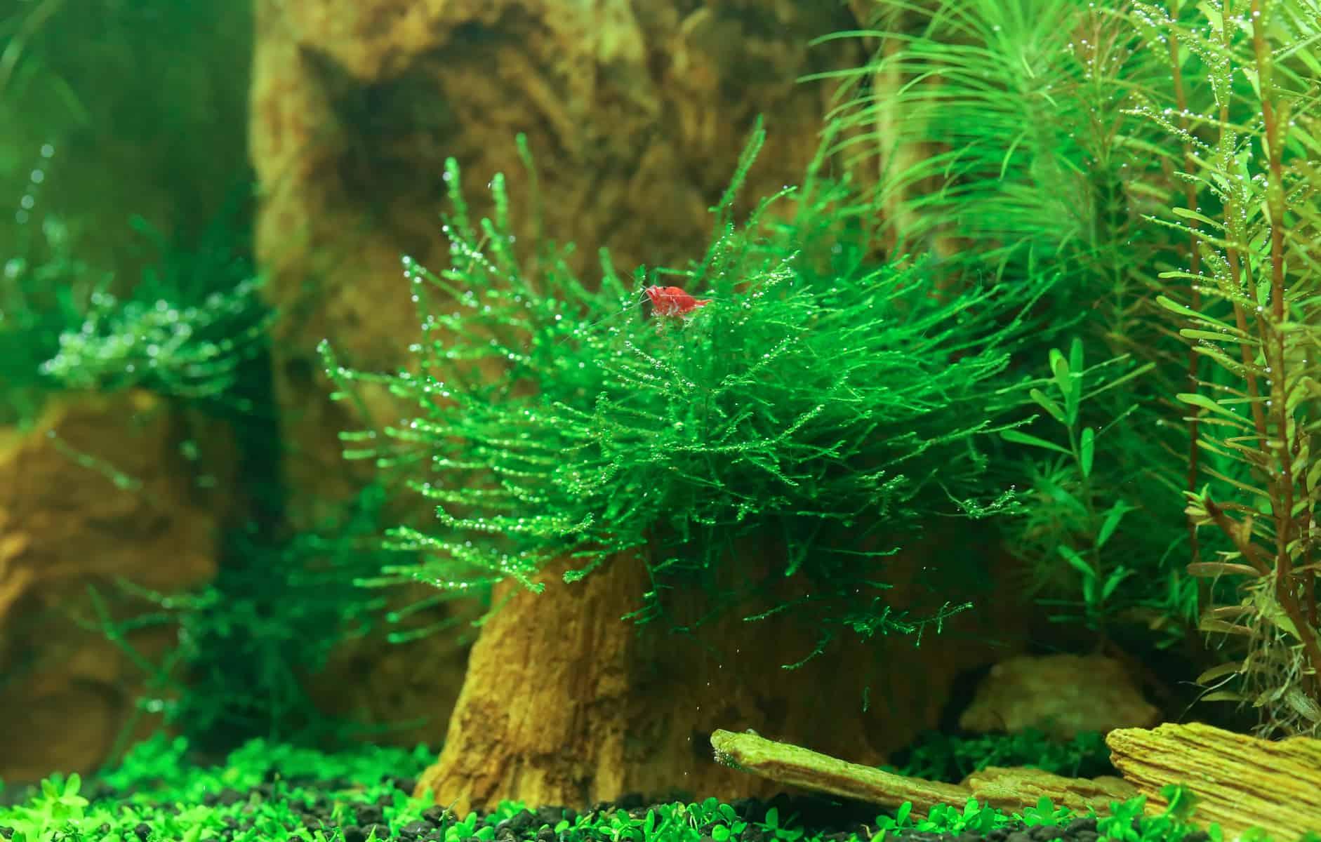 underwater-java-moss-plant-in-aquarium.jpg