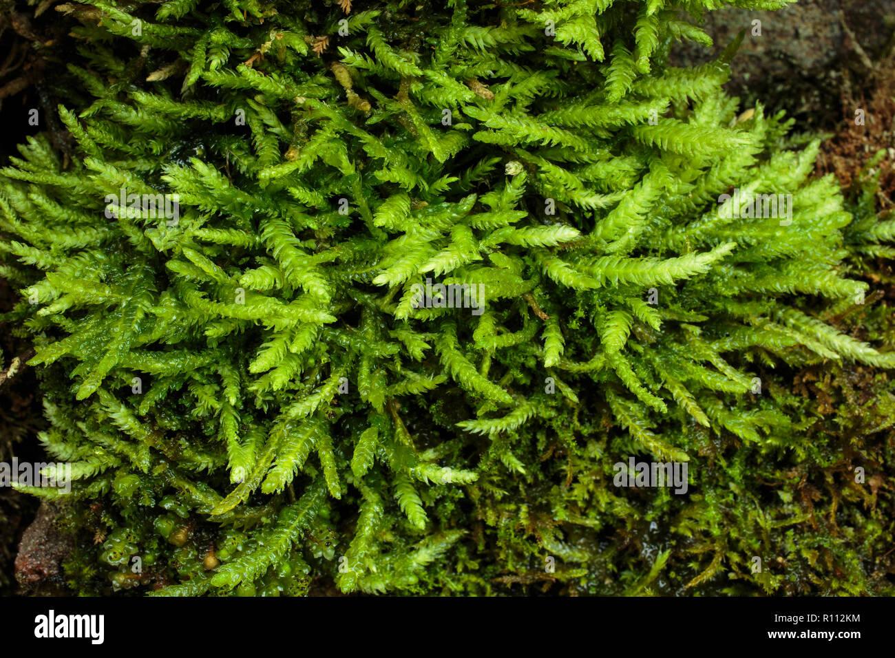 undulate-plagiothecium-moss-plagiothecium-undulatum-R112KM.jpg