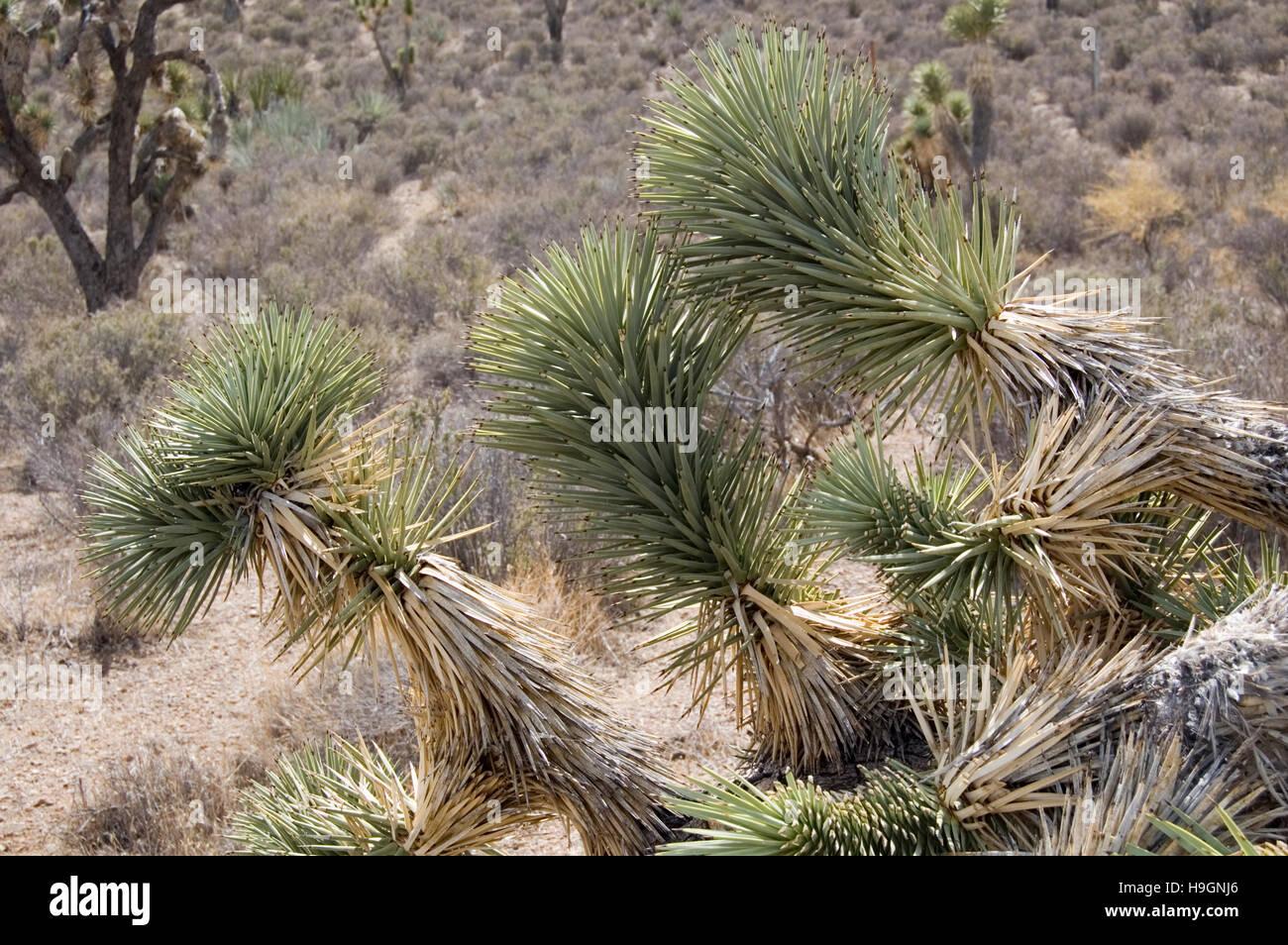 usa-california-joshua-tree-leaves-yucca-brevifolia-jaegerina-H9GNJ6.jpg