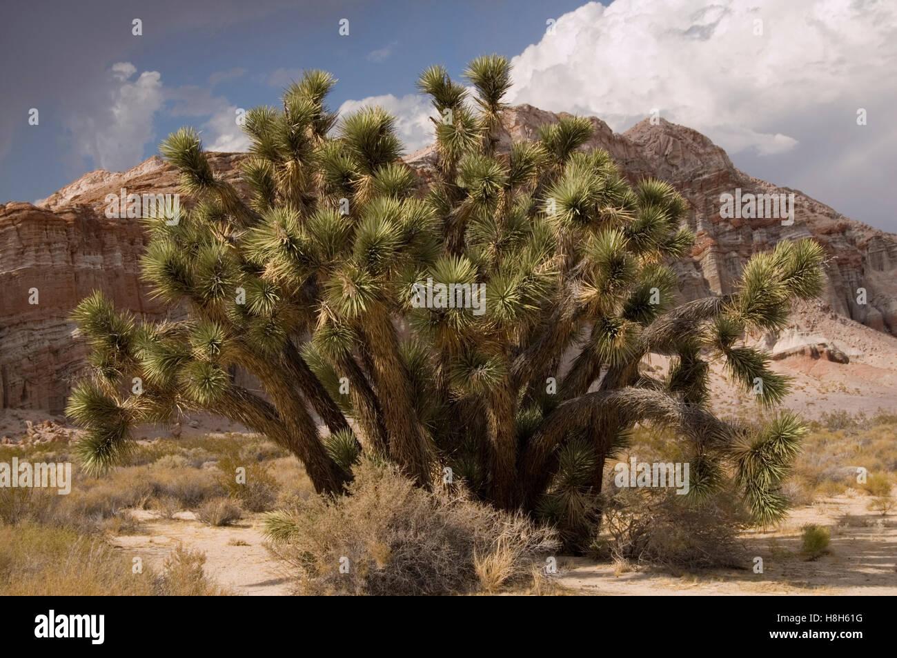 usa-california-joshua-tree-yucca-brevifolia-jaegerina-red-rock-valley-H8H61G.jpg