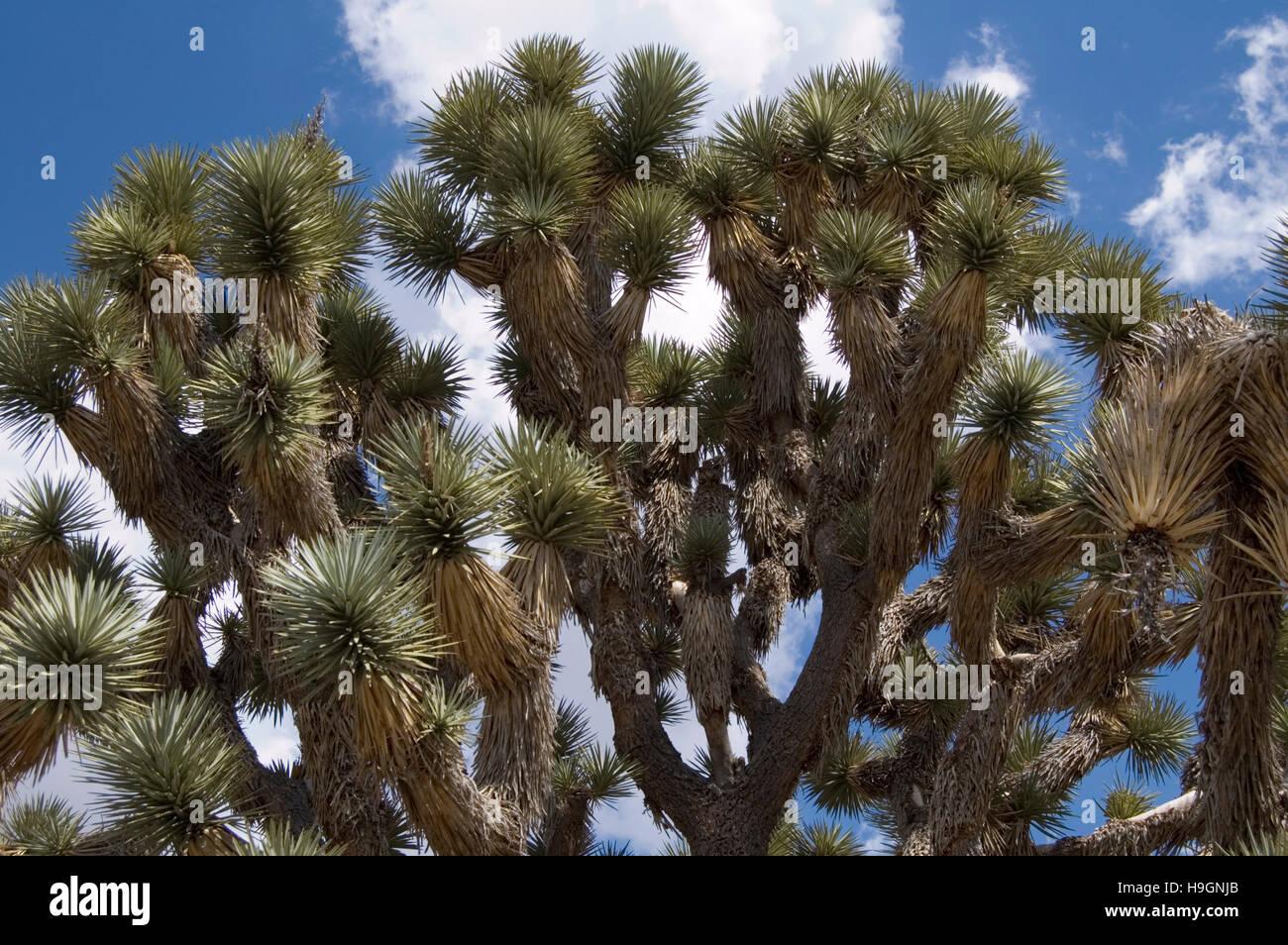 usa-california-upper-branches-joshua-tree-yucca-brevifolia-jaegerina-H9GNJB.jpg