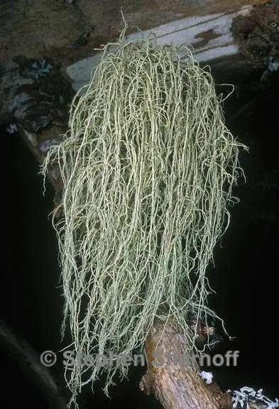 usnea_subfusca.jpg